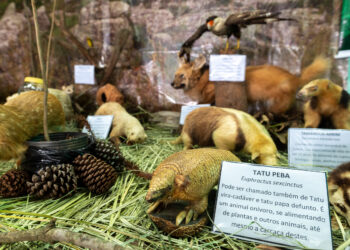 Última semana para visitar a V Exposição “Conhecer para Aprender a Preservar” no Lago de Olarias