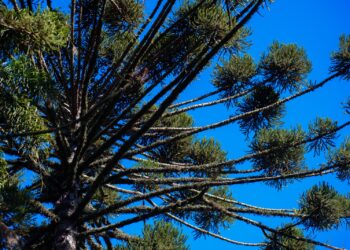 Ponta Grossa inicia elaboração do primeiro Inventário de Gases de Efeito Estufa