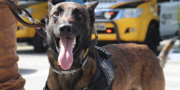 Cão farejador localiza mais de 21 kg de drogas em ônibus na BR-277 e jovem é presa