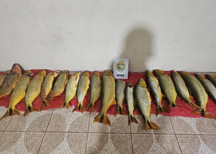 PMPR prende seis pessoas por pesca ilegal em Pinhão e apreende 92,6 kg de dourado