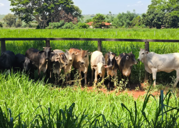PMPR recupera 10 cabeças de gado furtadas e detém cinco suspeitos no Noroeste do Estado