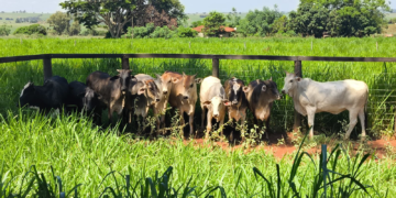 PMPR recupera 10 cabeças de gado furtadas e detém cinco suspeitos no Noroeste do Estado