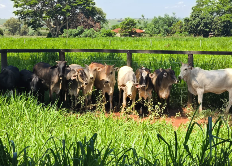 PMPR recupera 10 cabeças de gado furtadas e detém cinco suspeitos no Noroeste do Estado